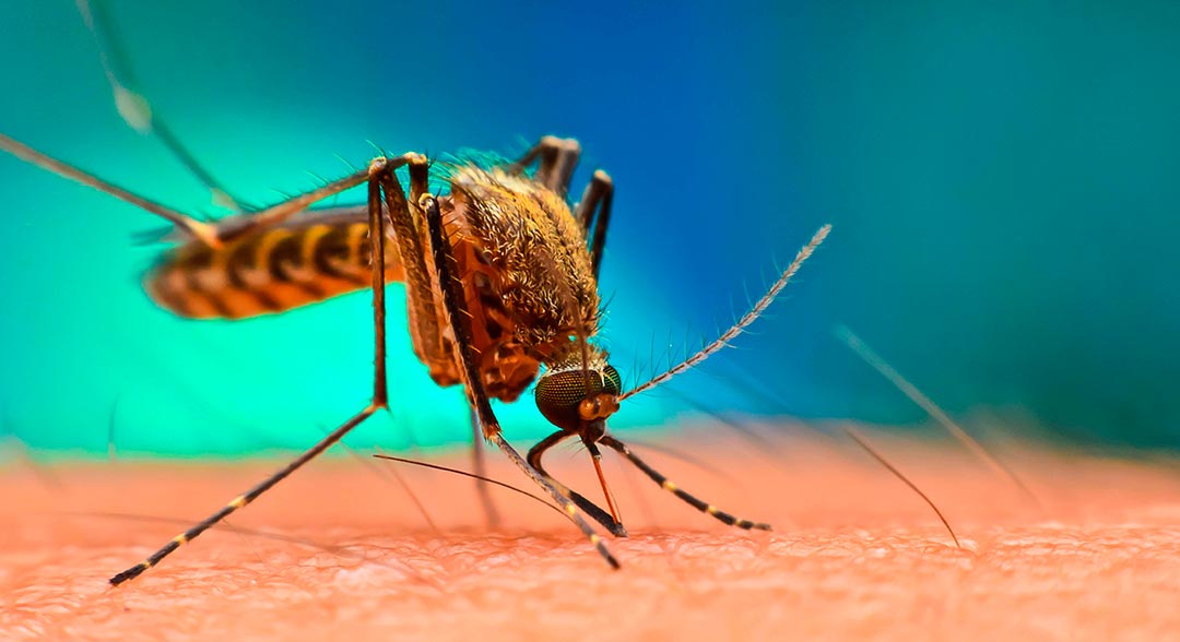 prevención Dengue semana santa 2019