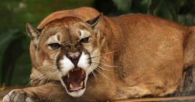 Zoológicos de Cundinamarca tienen garantizada la alimentación hasta diciembre