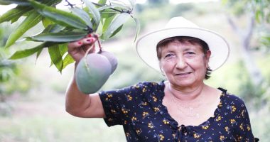 El mango cundinamarqués llegará a los Estados Unidos