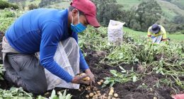 Arranca estrategia 'Compramos tu cosecha' en Cundinamarca