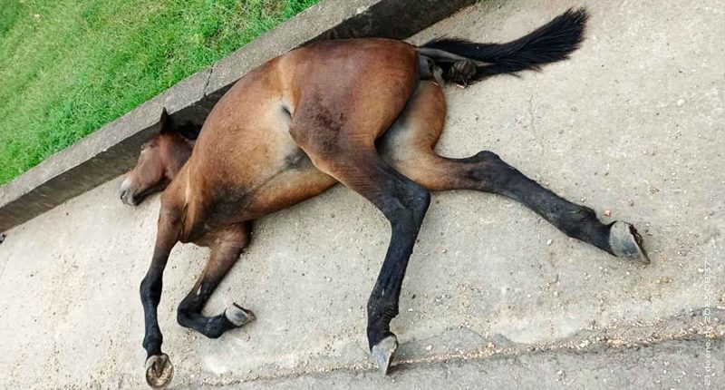 Maltrato Animal: muerte de un equino en carreteras de Girardot
