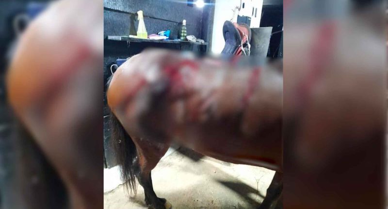 Maltrato animal en Cundinamarca: Hombre judicializado por causar heridas a una yegua con arma cortopunzante