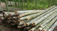 Réplica de Transferencia Tecnológica para darle valor agregado a la Guadua en Cundinamarca
