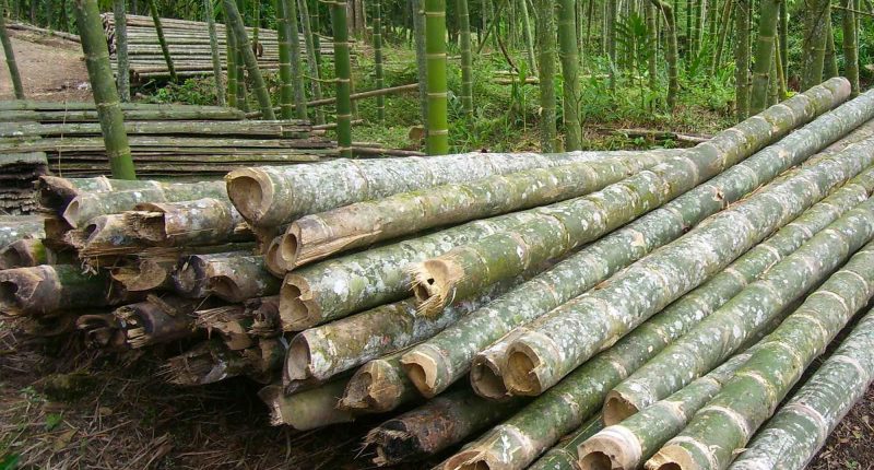 Réplica de Transferencia Tecnológica para darle valor agregado a la Guadua en Cundinamarca