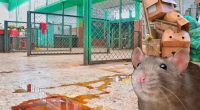 Alerta en Soacha: Plaza de mercado clausurada por infestación de ratas y graves condiciones sanitarias