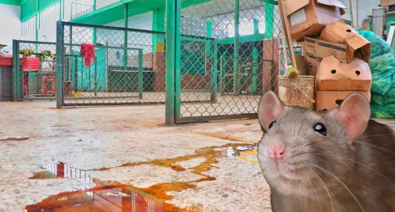 Alerta en Soacha: Plaza de mercado clausurada por infestación de ratas y graves condiciones sanitarias