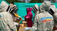 Restauración ecológica pasiva ¡El poder de las abejas en la conservación!