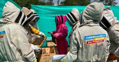 Restauración ecológica pasiva ¡El poder de las abejas en la conservación!