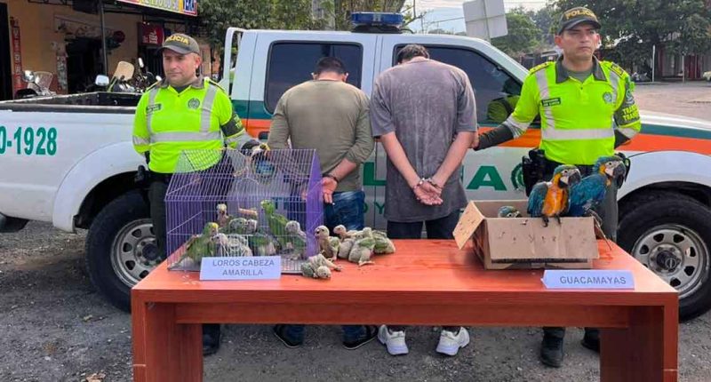 Decomisan 20 aves exóticas en intento de tráfico ilegal en Cundinamarca