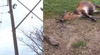 Vaca muere electrocutada en Bojacá por falla en la red eléctrica