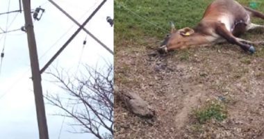 Vaca muere electrocutada en Bojacá por falla en la red eléctrica