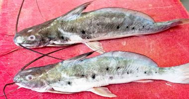 Alcaldía de Tenjo emite alerta sobre especie de pescado altamente tóxico