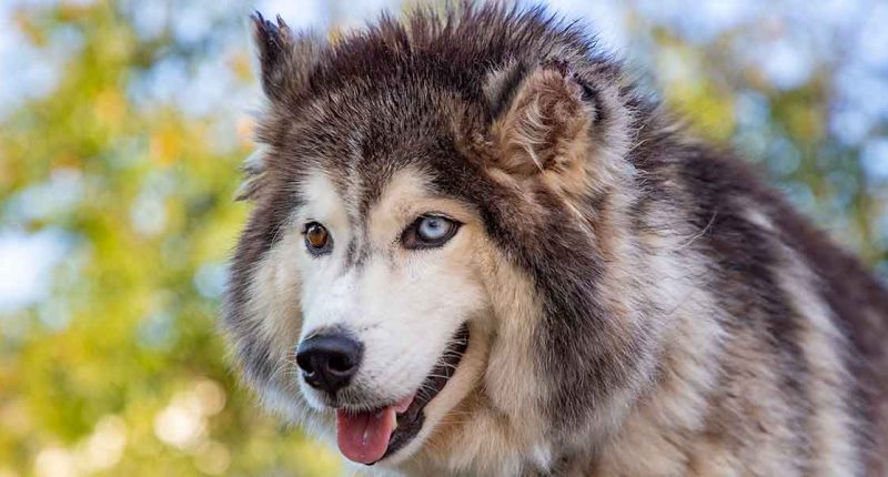 En Cota bebé de dos meses fallece tras ataque de un perro