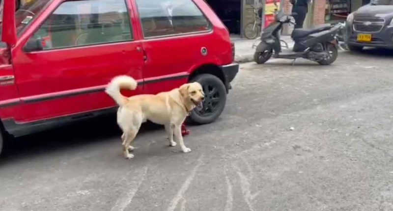 Un Golpe Contundente: Incautan 20 Libras de Marihuana Ocultas en Automóvil en Soacha