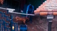 Un estremecedor incidente de maltrato animal sacude a Soacha, un ciudadano, denuncia a través de redes sociales el acto de crueldad.