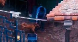 Un estremecedor incidente de maltrato animal sacude a Soacha, un ciudadano, denuncia a través de redes sociales el acto de crueldad.