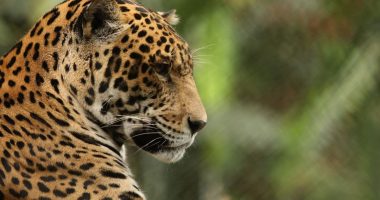 Cumbre sobre economía forestal se llevará a cabo en Cali en la COP 16