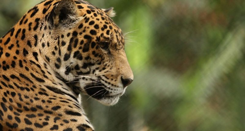 Cumbre sobre economía forestal se llevará a cabo en Cali en la COP 16