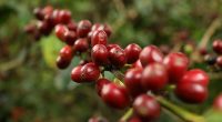 Cundinamarca destaca en el mayor evento de la industria cafetera de América Latina: Feria de Café en Corferias