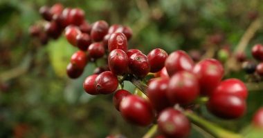 Cundinamarca destaca en el mayor evento de la industria cafetera de América Latina: Feria de Café en Corferias
