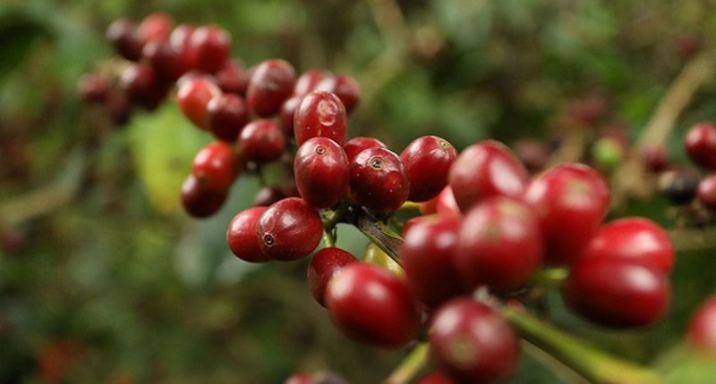 Cundinamarca destaca en el mayor evento de la industria cafetera de América Latina: Feria de Café en Corferias