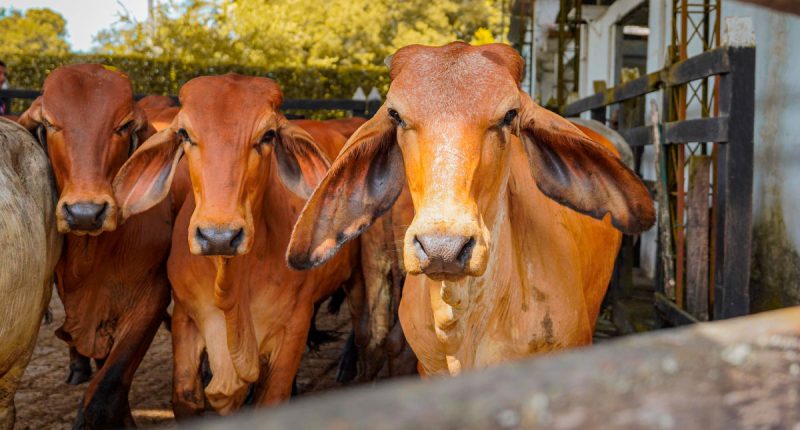 Cundinamarca impulsa la ganadería con inversión de $8.975 millones