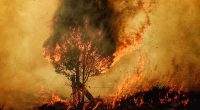 Balance final de la Sequía Cundinamarca: 699 Incendios Forestales Registrados