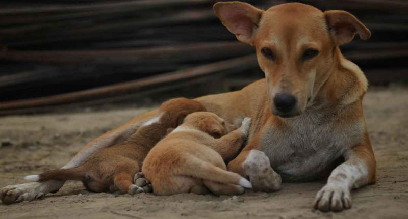 Jornada Gratuita de Esterilización para Mascotas en Soacha