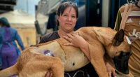 Más de 250 esterilizaciones de caninos y felinos en Fusagasugá