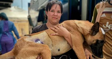 Más de 250 esterilizaciones de caninos y felinos en Fusagasugá