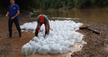 Liberados 100 mil alevinos de bocachico en Girardot y Ricaurte para recuperar el río Magdalena