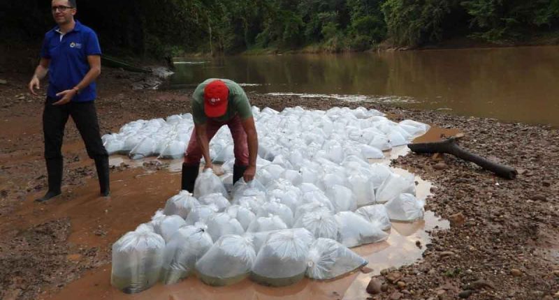Liberados 100 mil alevinos de bocachico en Girardot y Ricaurte para recuperar el río Magdalena