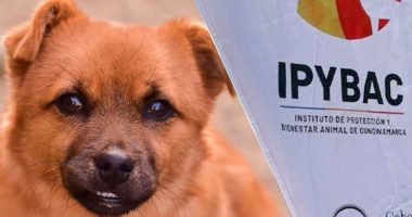 Cundinamarca lanza la campaña ‘Reto Cero de Animales con Hambre’ para esta Navidad