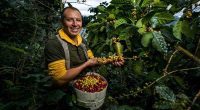 Cundinamarca Apuesta por su Café: Sabor, Calidad y Desarrollo Rural