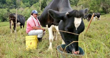 Cundinamarca lanza estrategia para apoyar a productores lecheros con inversión de $1.500 millones