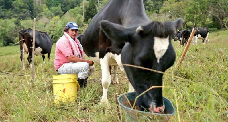 Cundinamarca lanza estrategia para apoyar a productores lecheros con inversión de $1.500 millones