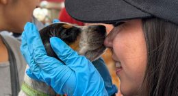 Cundinamarca lanza convocatoria para jornadas de esterilización masiva en 116 municipios