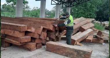 Cundinamarca refuerza controles para frenar la madera ilegal y proteger los bosques