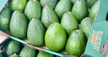 Cundinamarca impulsa producción y exportación de aguacate Hass con apoyo a más de 1.000 organizaciones campesinas
