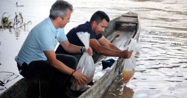 Cundinamarca impulsa la pesca sostenible con repoblamiento de especies nativas en el río Magdalena