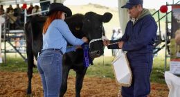 Soacha celebró la Feria Ganadera en la vereda Romeral exaltando el trabajo campesino