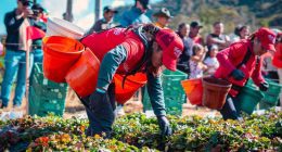 Soacha celebró con éxito la segunda edición del Festival de la Fresa en la vereda San Jorge