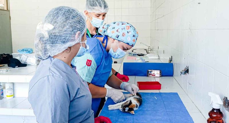 Jornada de esterilización en Girardot fortalece el bienestar animal