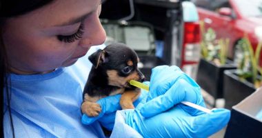 Jornadas veterinarias beneficiaron a perros y gatos en El Colegio y San Antonio del Tequendama