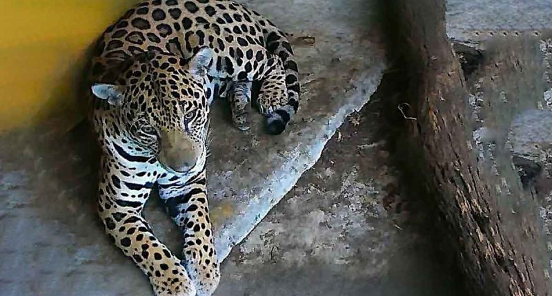Rescatan en Cundinamarca un jaguar reportado desde mayo en Tocaima y Apulo