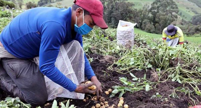 Agencia de Comercialización lanza convocatoria “Sembramos tu Cosecha” para fortalecer ingresos campesinos