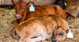 Alcaldía de Albán inicia ciclo de vacunación contra la fiebre aftosa