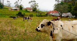 Cundinamarca lidera el II Congreso Internacional de Bienestar Animal Aplicado a Especies Productivas – CIBAP 2025