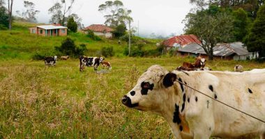 Cundinamarca lidera el II Congreso Internacional de Bienestar Animal Aplicado a Especies Productivas – CIBAP 2025