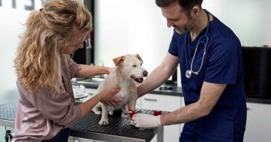 Alcaldía de Madrid lleva jornada de Bienestar Animal a la vereda Puente de Piedra